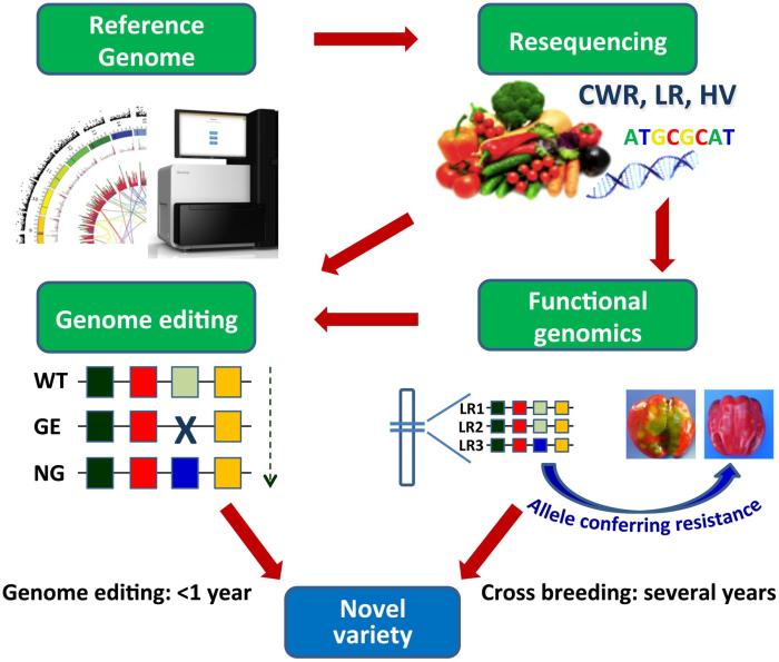 Frontiers | Genetic Transformation and Genomic Resources for Next ... Genomics and AI