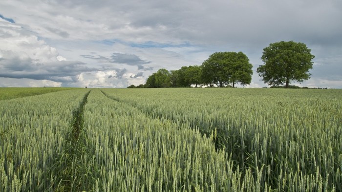 Free photo: Wheat, Wheat Field, Cereals - Free Image on Pixabay - 175960 Agriculture technology advancements